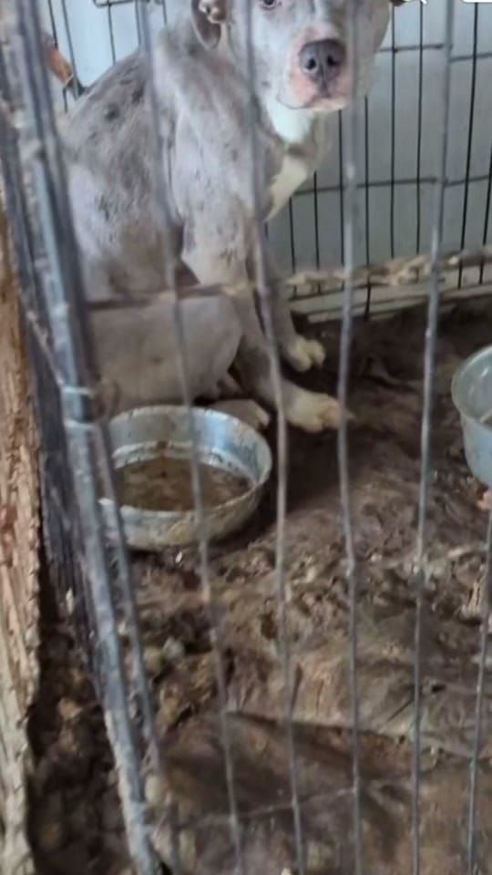 Post 10 by Clement Rabbit Rescue 🐰 on TikTok (video)
