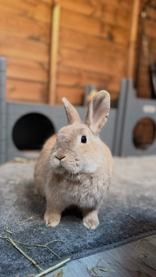Post 2 by Clement Rabbit Rescue 🐰 on TikTok (video)