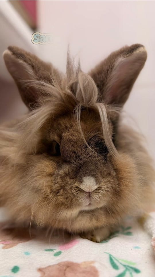 Post 1 by Clement Rabbit Rescue 🐰 on TikTok (video)