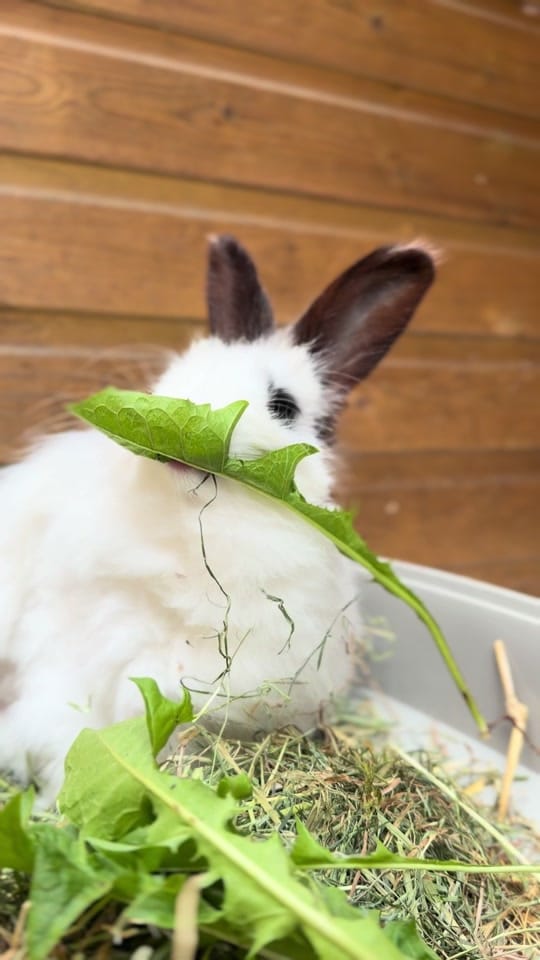 Post 6 by Clement Rabbit Rescue 🐰 on TikTok (video)