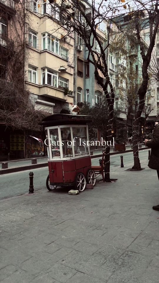 Post 5 by istanbulapartmanlari on TikTok (video)