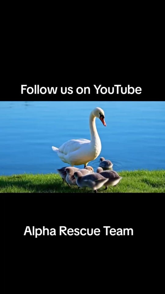 Post 10 by Alpha Team on TikTok (video)