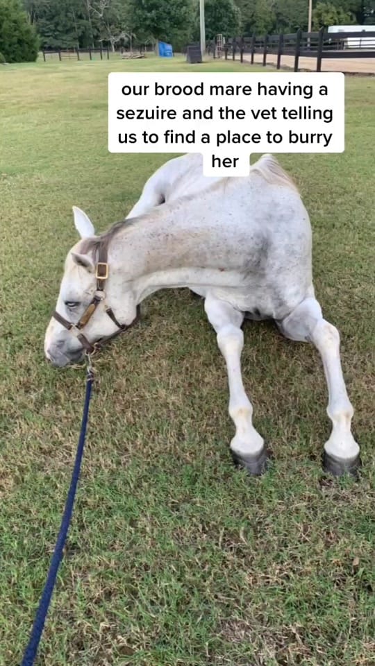 Post 10 by Princess Peyton😘 on TikTok (video)