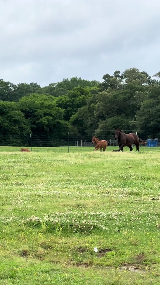 Post 4 by Princess Peyton😘 on TikTok (video)