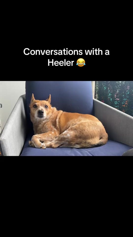 Post 9 by Lianne🇨🇦 on TikTok (video)