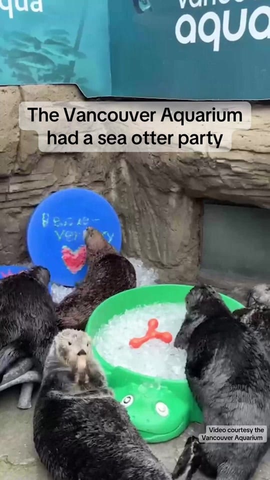 Post 6 by Vancouver Is Awesome on TikTok (video)
