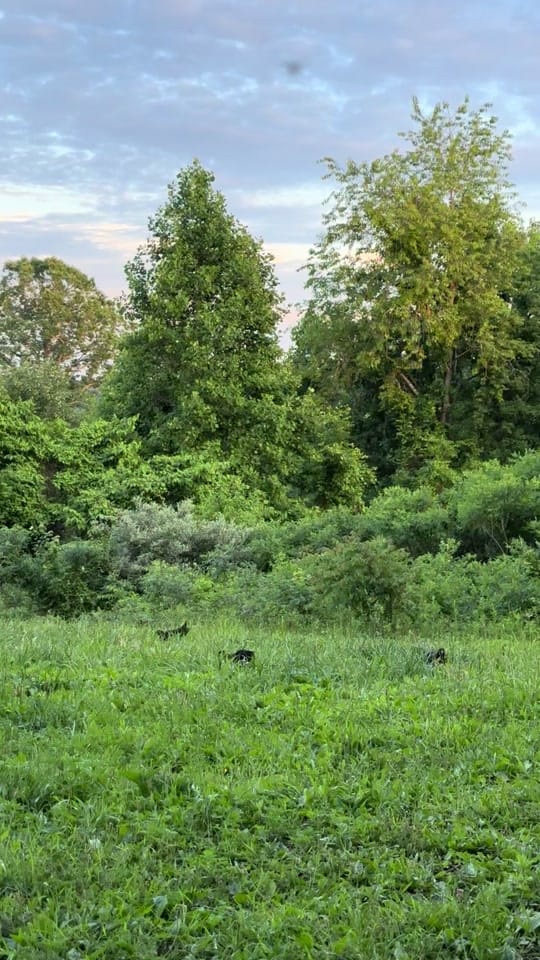 Post 4 by melinda Sizemore on TikTok (video)