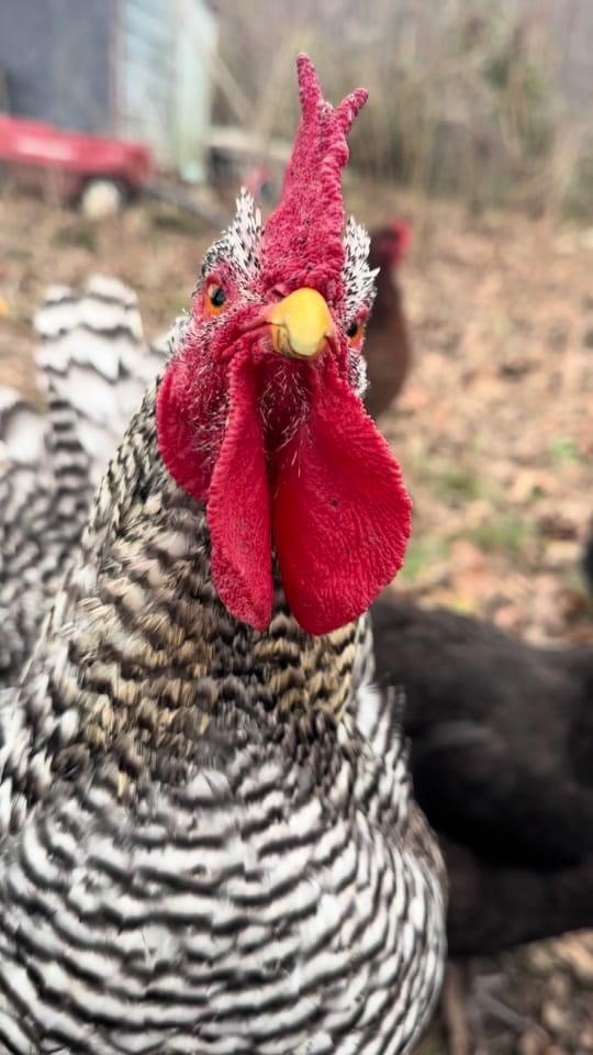 Post 9 by melinda Sizemore on TikTok (video)