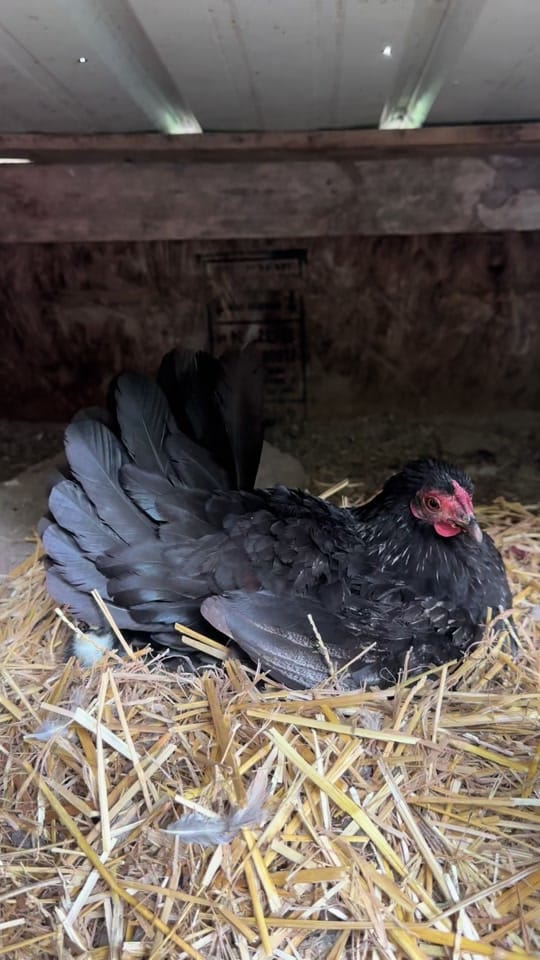 Post 1 by melinda Sizemore on TikTok (video)