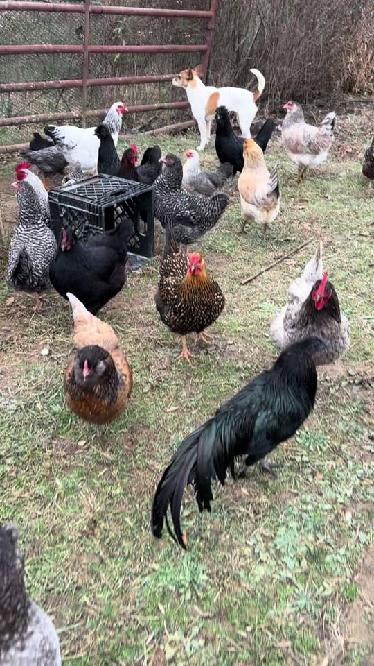 Post 10 by melinda Sizemore on TikTok (video)