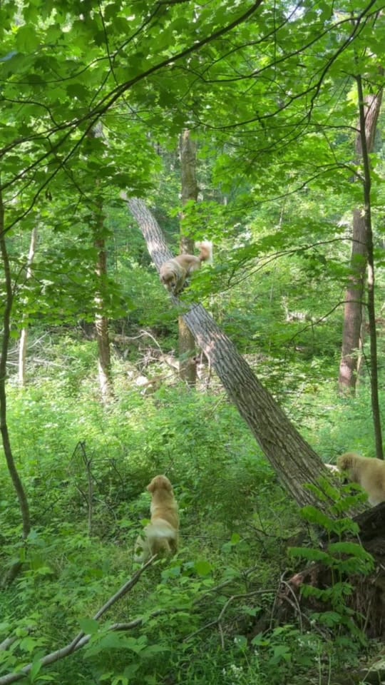 Post 5 by Kirk Herbstreit on TikTok (video)