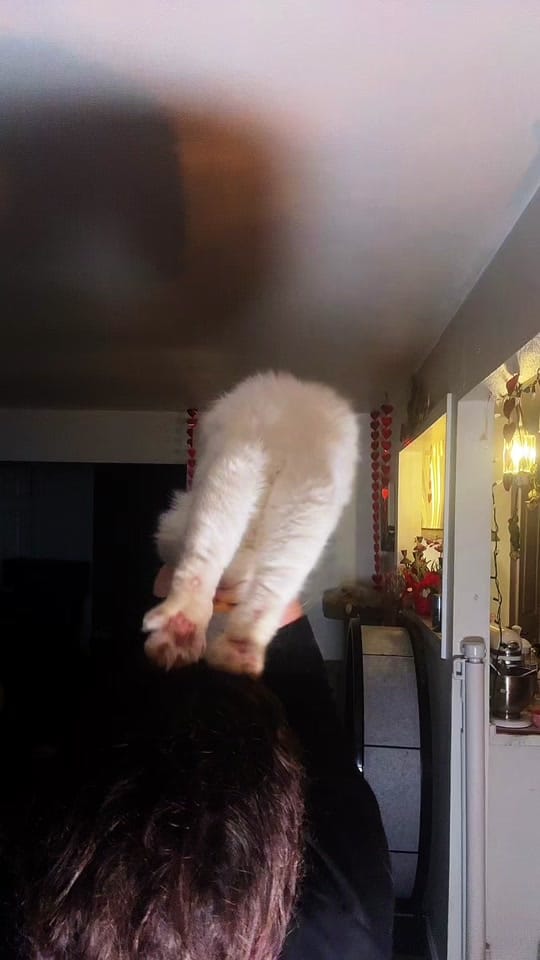 Post 8 by tippy.q on TikTok (video)
