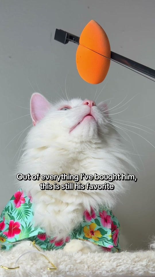 Post 7 by tippy.q on TikTok (video)