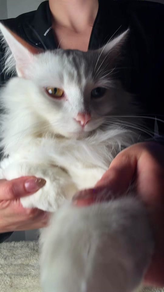 Post 5 by tippy.q on TikTok (video)