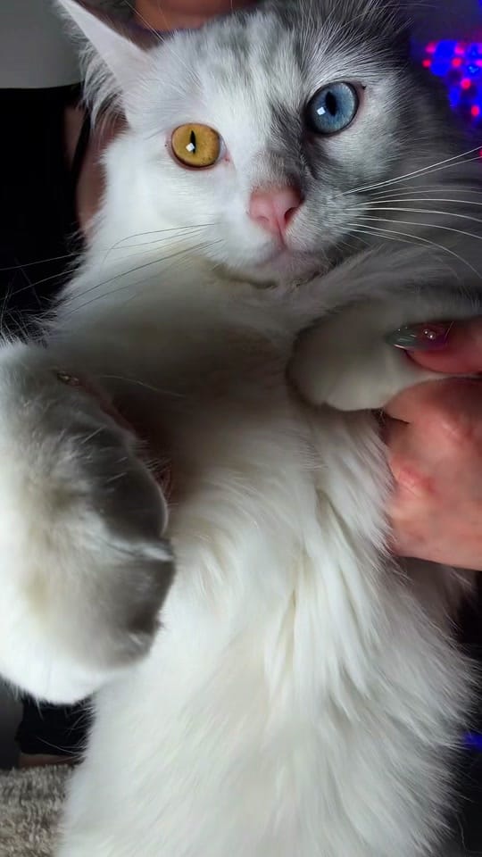 Post 4 by tippy.q on TikTok (video)