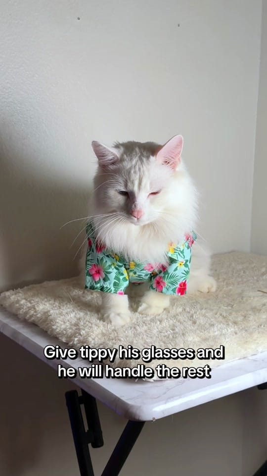 Post 6 by tippy.q on TikTok (video)