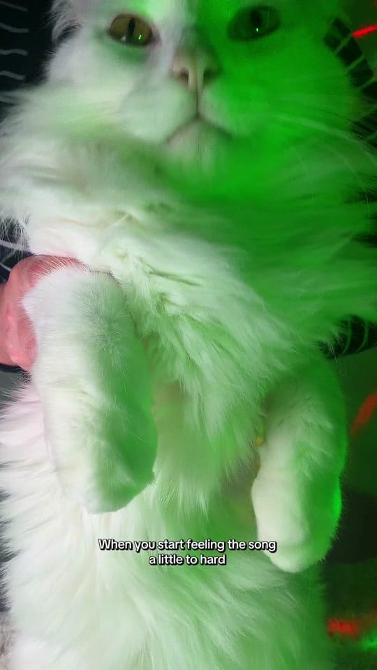 Post 3 by tippy.q on TikTok (video)