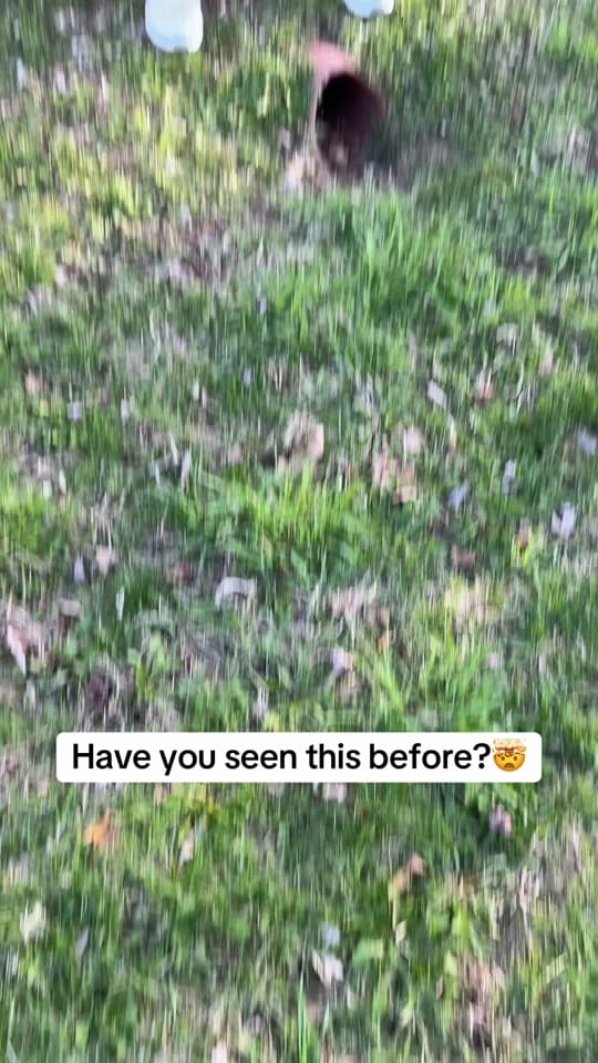 Post 7 by Sean Berg on TikTok (video)