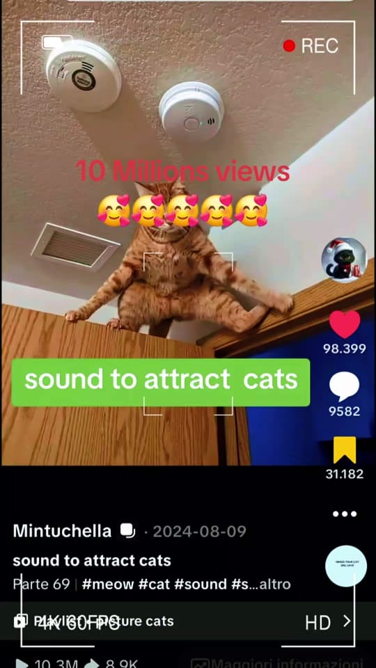 Post 4 by Mintuchella on TikTok (video)