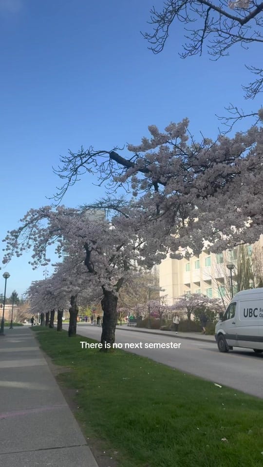 Post 6 by CC ˚˖𓍢ִ໋🌷͙֒✧˚.🎀༘ on TikTok (video)