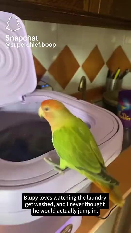 Post 7 by Kellie Judd on TikTok (video)