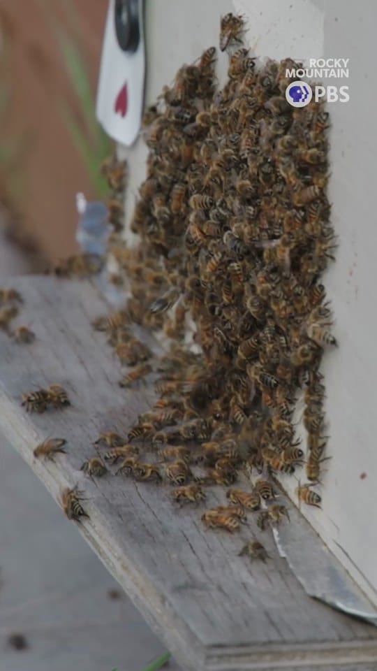 Post 6 by Rocky Mountain PBS on TikTok (video)