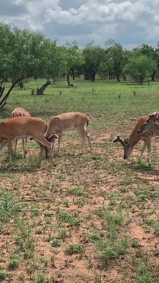 Post 5 by White Ghost Ranch on TikTok (video)