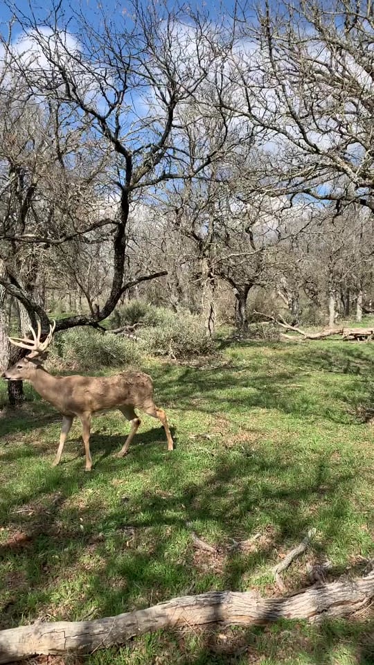 Post 9 by White Ghost Ranch on TikTok (video)