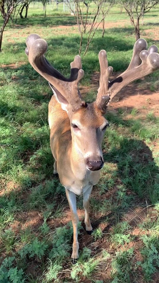 Post 4 by White Ghost Ranch on TikTok (video)