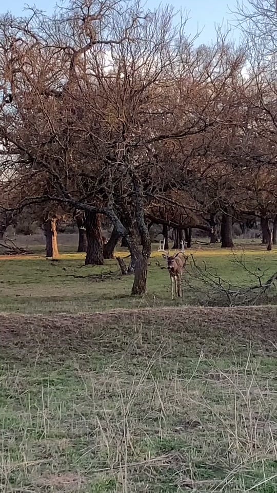Post 10 by White Ghost Ranch on TikTok (video)