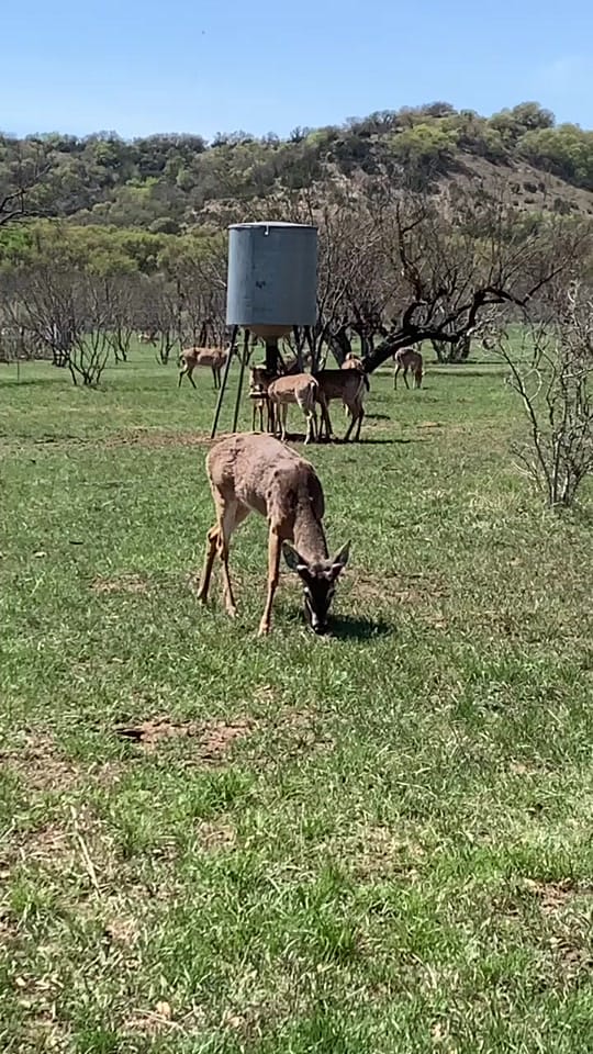 Post 7 by White Ghost Ranch on TikTok (video)