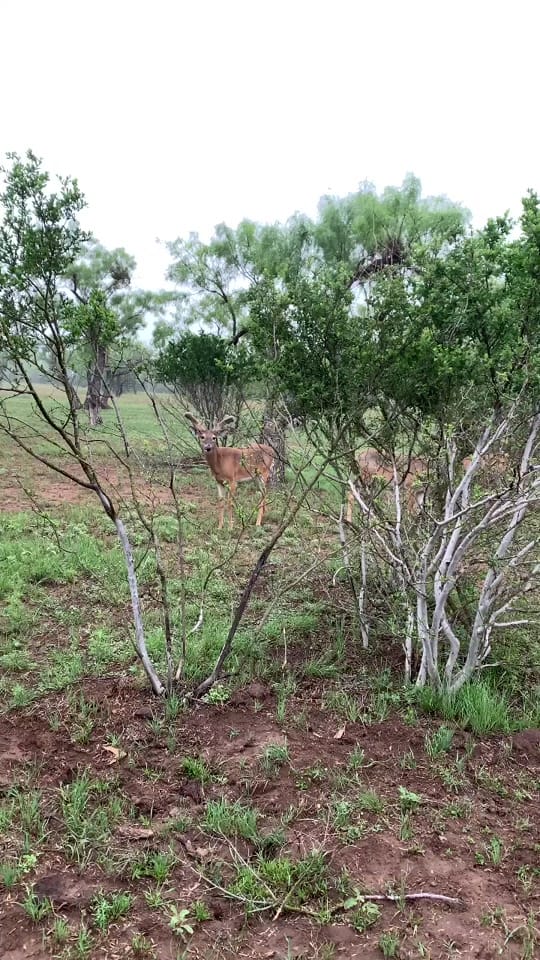 Post 6 by White Ghost Ranch on TikTok (video)