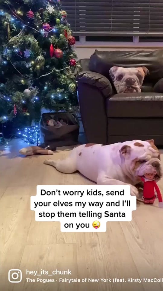 Post 8 by Chunk & Ivy 🐶 👶🏻 on TikTok (video)