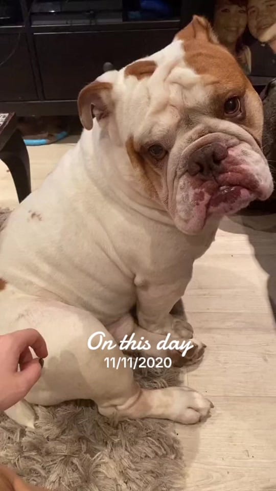 Post 2 by Chunk & Ivy 🐶 👶🏻 on TikTok (video)