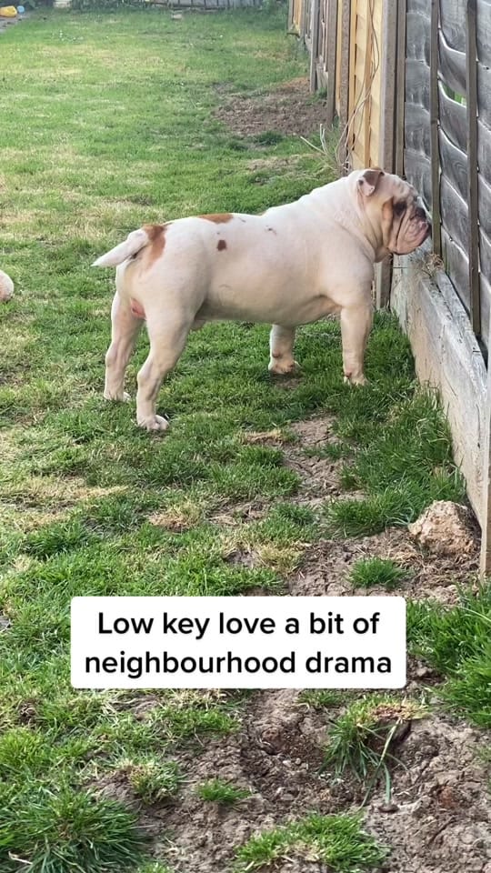 Post 4 by Chunk & Ivy 🐶 👶🏻 on TikTok (video)