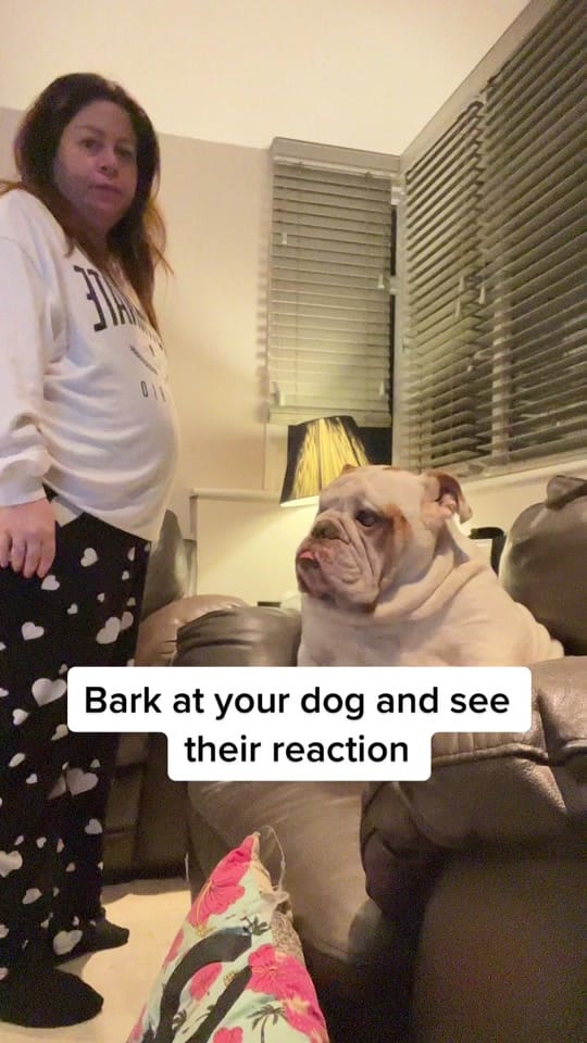 Post 10 by Chunk & Ivy 🐶 👶🏻 on TikTok (video)