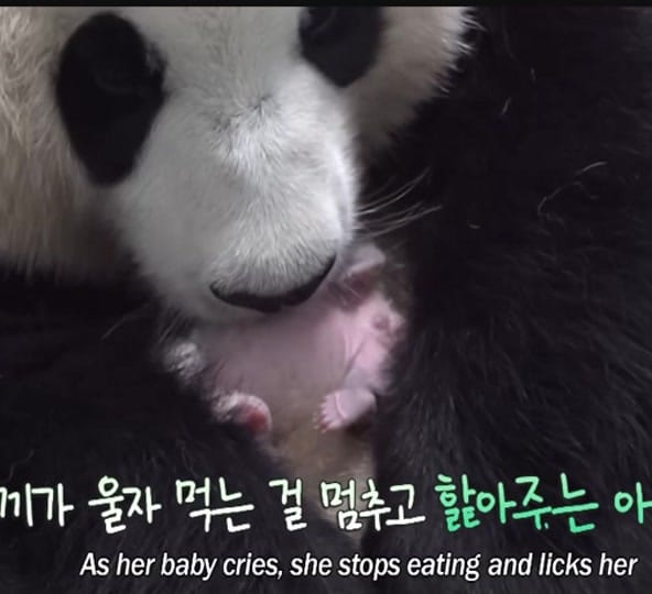 Post 1 by K-PANDA kim on TikTok (video)