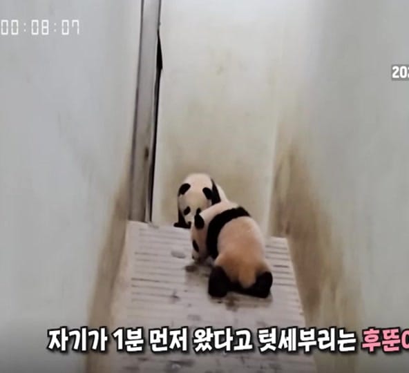 Post 7 by K-PANDA kim on TikTok (video)