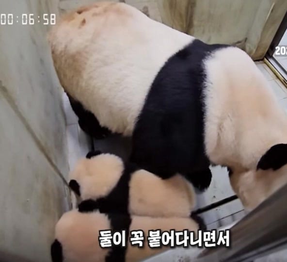 Post 5 by K-PANDA kim on TikTok (video)