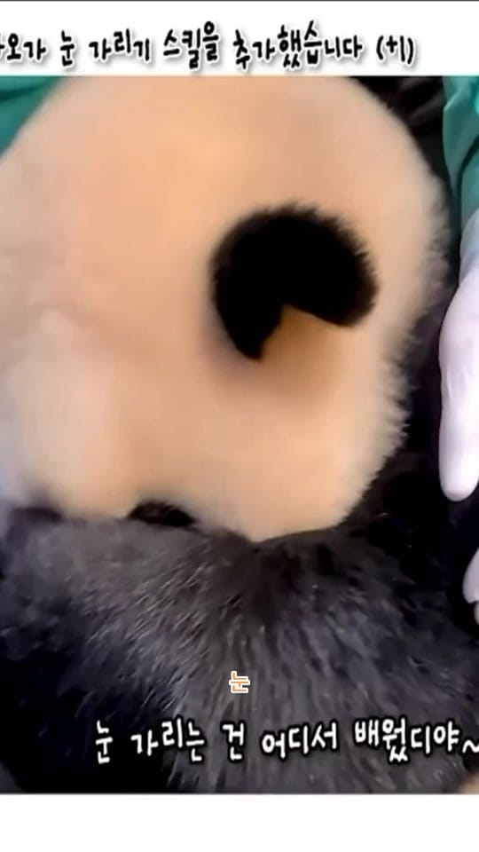 Post 8 by K-PANDA kim on TikTok (video)
