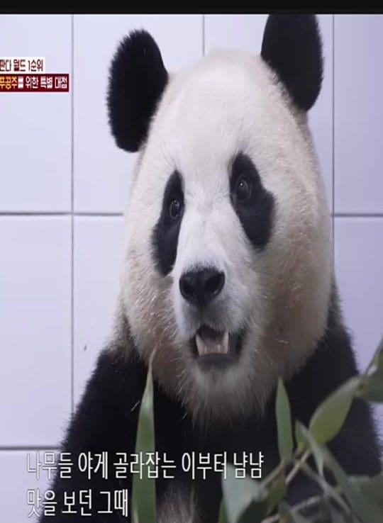Post 9 by K-PANDA kim on TikTok (video)