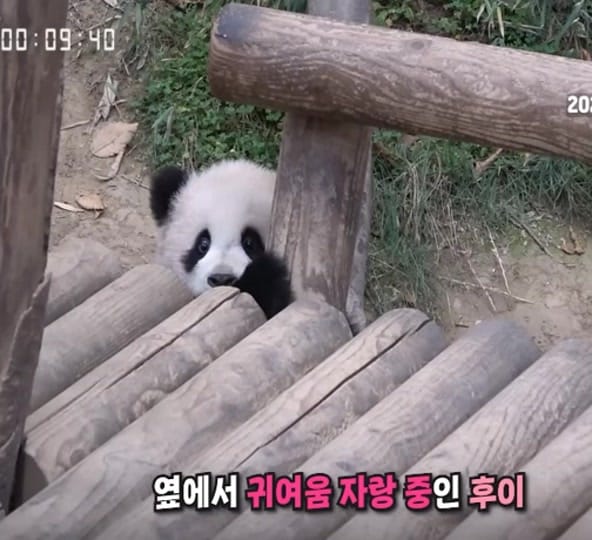 Post 3 by K-PANDA kim on TikTok (video)