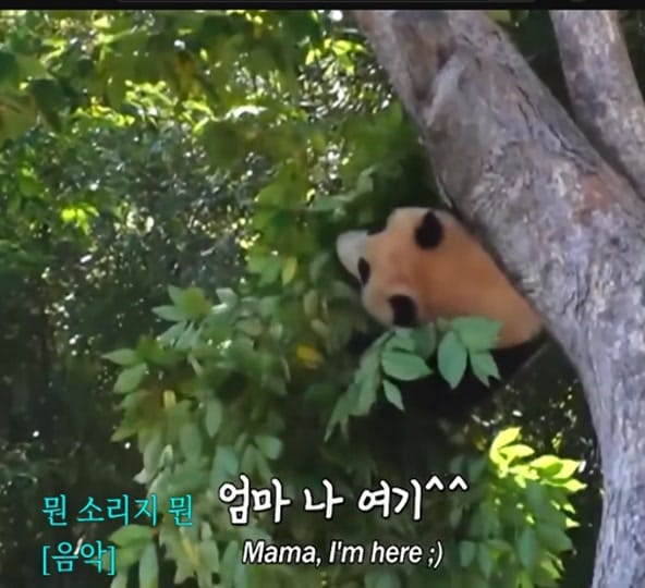 Post 4 by K-PANDA kim on TikTok (video)