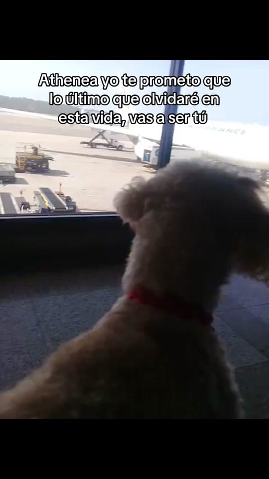 Post 9 by Liz on TikTok (video)