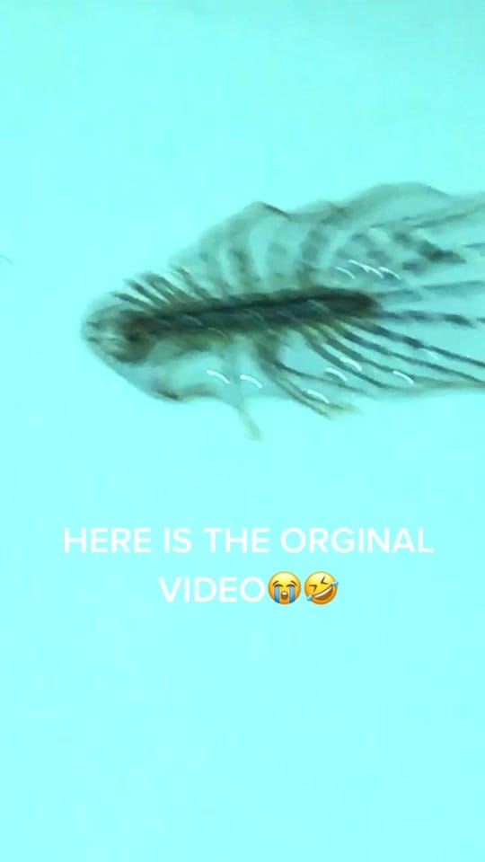 Post 9 by Kodathekidd on TikTok (video)