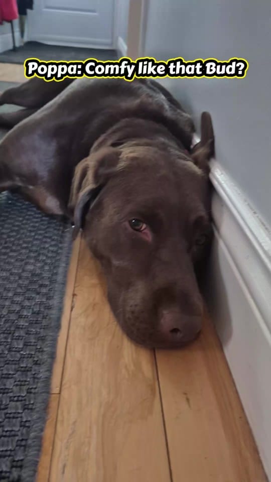 Post 1 by Sunny the Sundance Kid on TikTok (video)