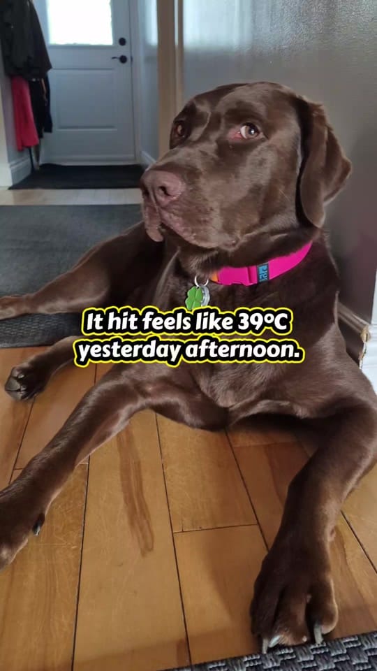Post 2 by Sunny the Sundance Kid on TikTok (video)