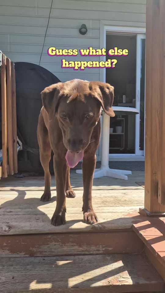 Post 4 by Sunny the Sundance Kid on TikTok (video)