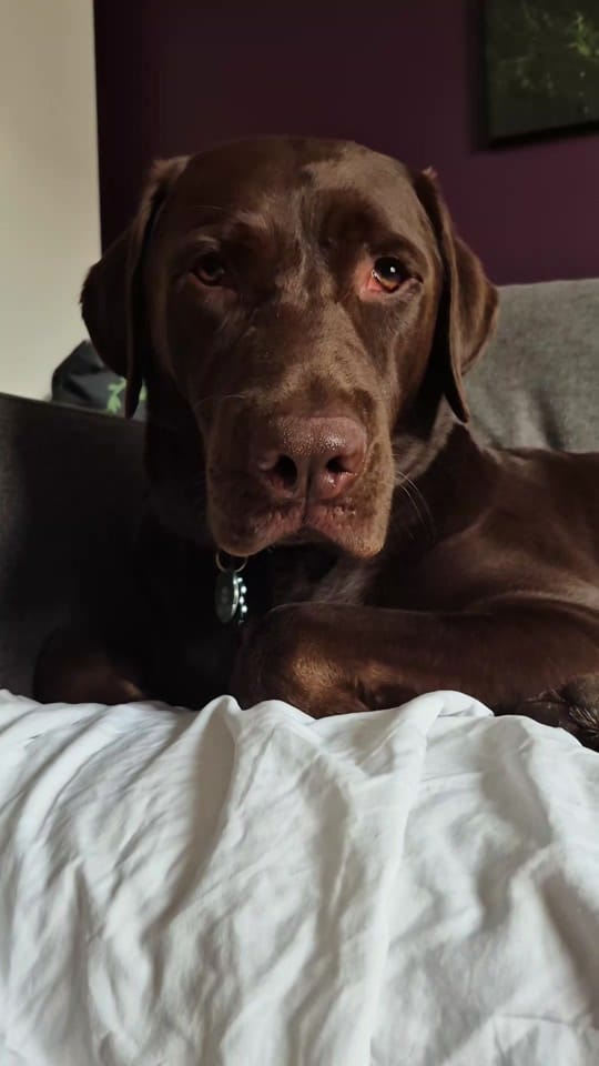 Post 10 by Sunny the Sundance Kid on TikTok (video)