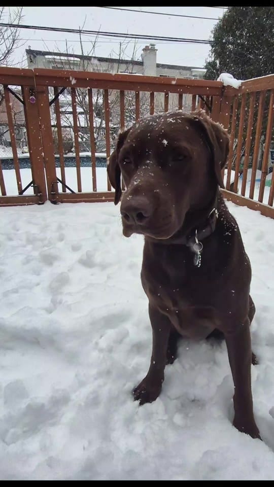 Post 9 by Sunny the Sundance Kid on TikTok (video)